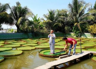 Vãn cảnh chùa Phước Kiển – ngôi chùa độc đáo xứ sen hồng Đồng Tháp Vãn cảnh chùa Phước Kiển - ngôi chùa độc đáo xứ sen hồng Đồng Tháp