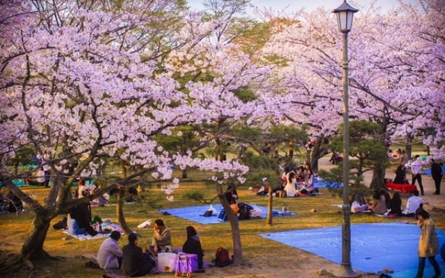 Đến hồ Seokchon Hàn Quốc - chiêm ngưỡng cảnh hoa anh đào khoe sắc rực rỡ